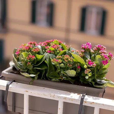 Riviera Collection - And